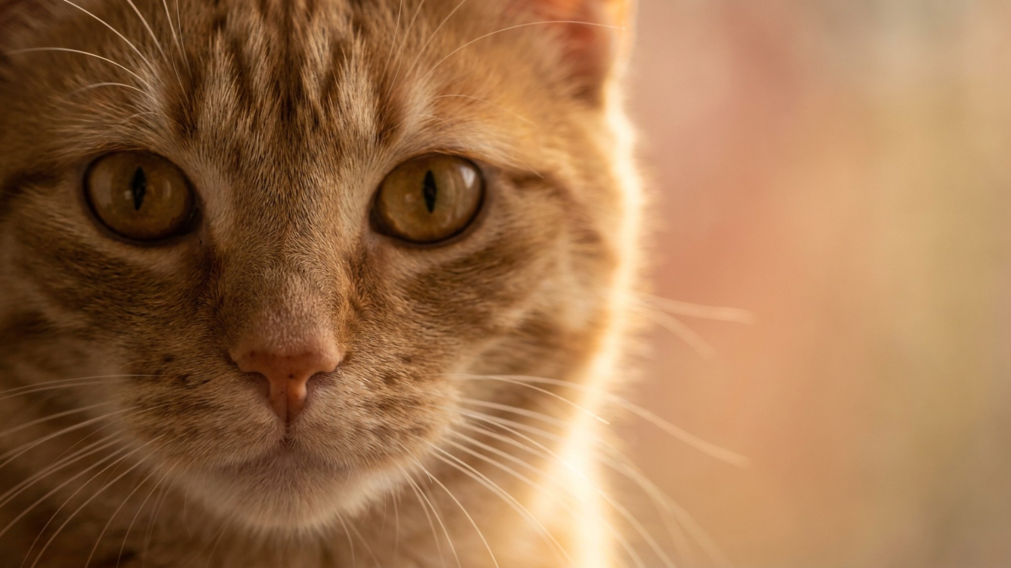 Кошка и небольшая собака лежат рядом на уютной кровати с белым постельным бельём