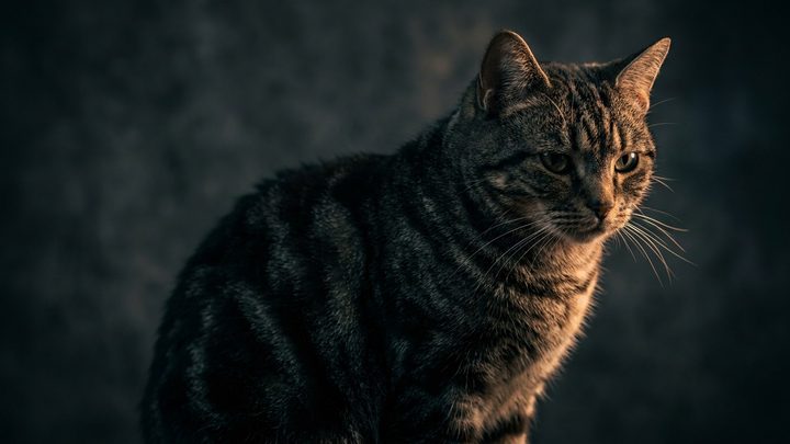 Американская короткошёрстная: почему легко полнеет и как удержать вес