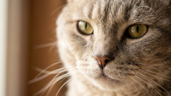 Американская жесткошёрстная (American Wirehair): шерсть как пружина и спокойный характер