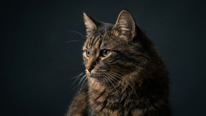 Бассет-хаунд: уши до пола, упрямый нос и уход, который нельзя пропускать