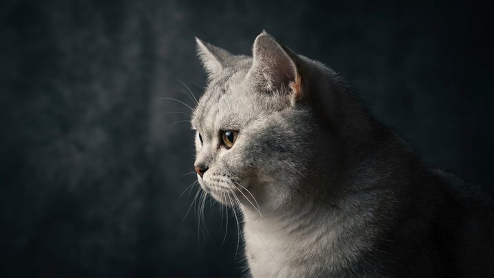 Британская шиншилла: не порода, а окрас — и что это меняет