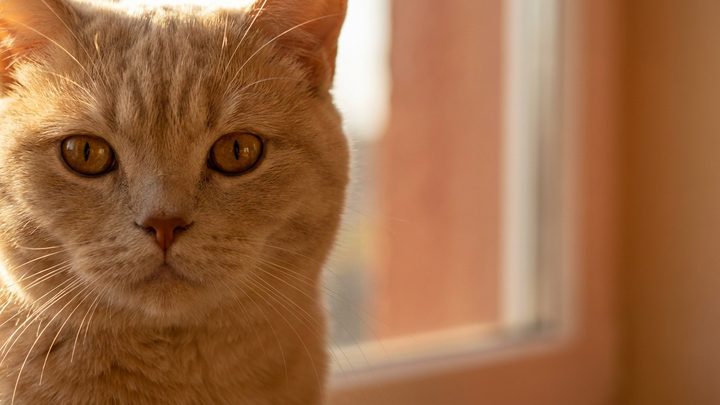 Британская длинношёрстная: тот же флегматик, но шуба требует рук