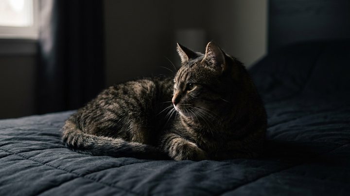 Почему кошка спит у вас в ногах, а не на подушке