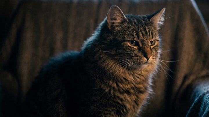 Кошка сосёт шерсть и лижет пакеты: почему и что делать