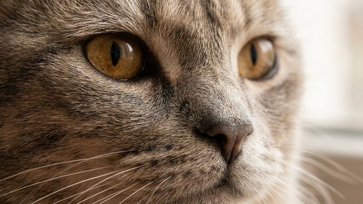 Шартрез: кот, который любит вас молча, но всегда рядом