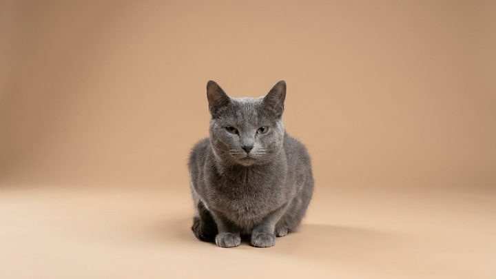 Английский пойнтер: элегантный охотник, которому тесно в квартире