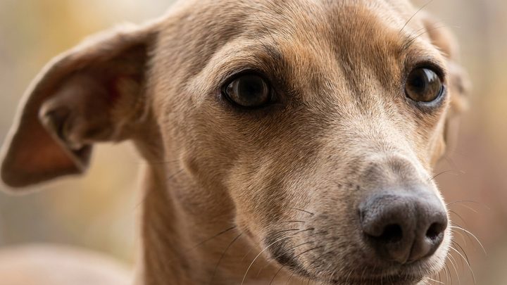 Итальянская левретка (Italian Greyhound): хрупкость, нежность и спринтерская скорость