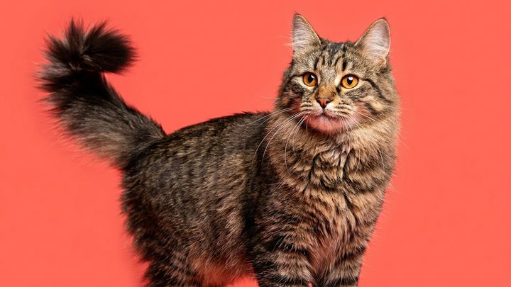 Бобтейл (староанглийская овчарка): косматый гигант, которому мало прогулок