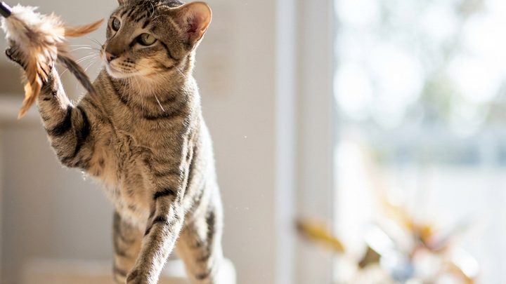 Ориентальная длинношёрстная кошка: порода, которая не умеет молчать