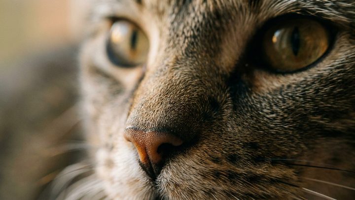 Пекинес: 5 привычек ухода, без которых страдают глаза и нос