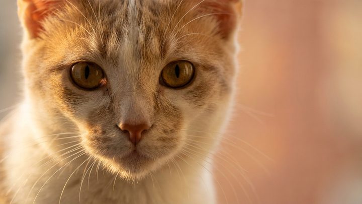 Сейшельская кошка: почему эту сиамку выводили ради окраса