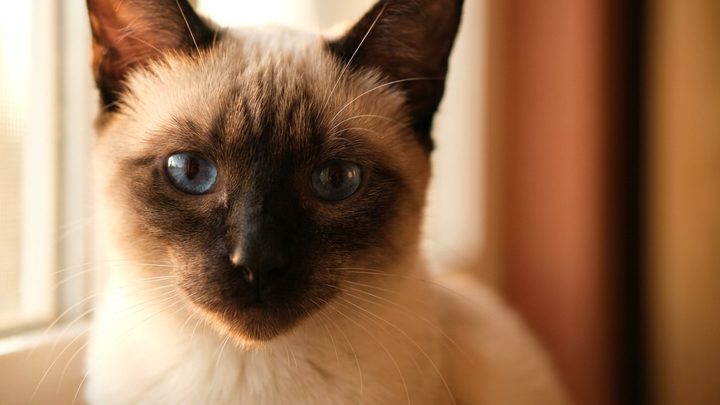 Сиамская кошка: почему привязывается к одному человеку и ревнует