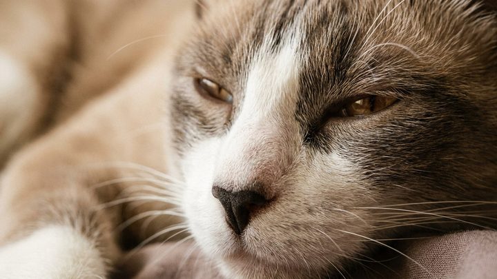 Сноу-шу: кошка-«тень», которая не умеет быть одна