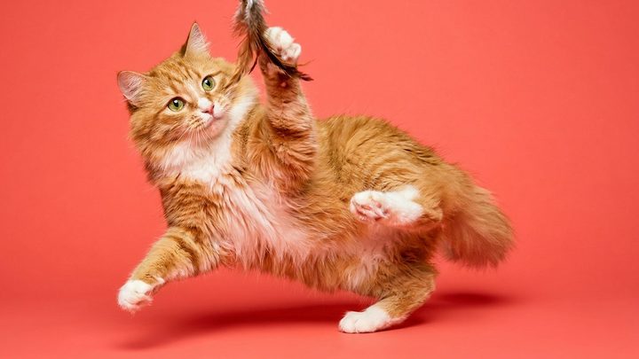 Тиффани: мягкая и общительная кошка, которая не любит быть одна