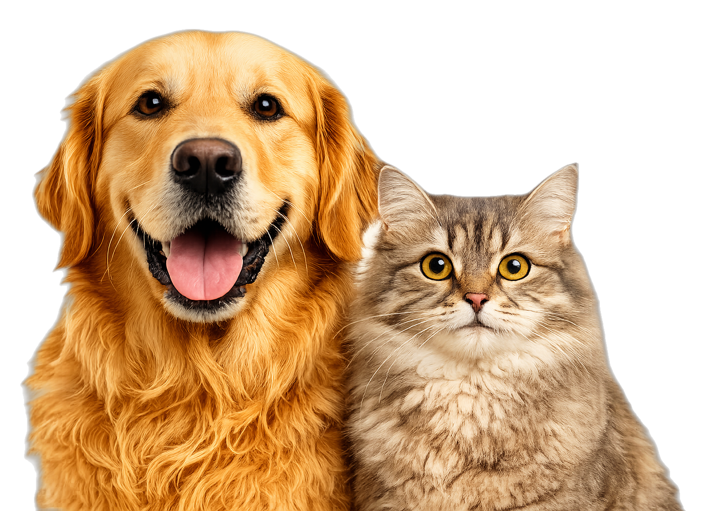 Собака и кот — AnimaLife